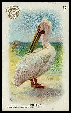 30 Pelican